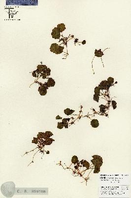 URN_catalog_HBHinton_herbarium_25821.jpg.jpg