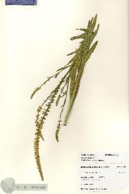 URN_catalog_HBHinton_herbarium_27604.jpg.jpg