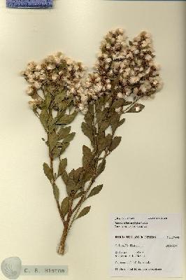 URN_catalog_HBHinton_herbarium_27684.jpg.jpg