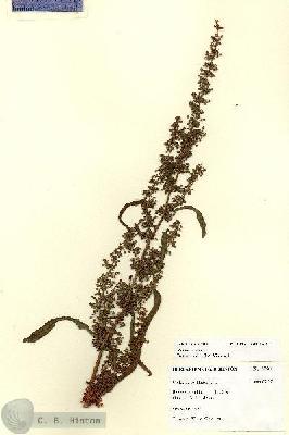 URN_catalog_HBHinton_herbarium_27611.jpg.jpg