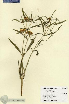 URN_catalog_HBHinton_herbarium_27617.jpg.jpg