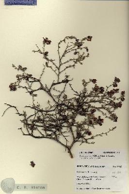 URN_catalog_HBHinton_herbarium_27687.jpg.jpg
