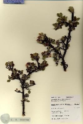 URN_catalog_HBHinton_herbarium_27645.jpg.jpg