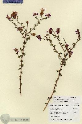URN_catalog_HBHinton_herbarium_27688.jpg.jpg