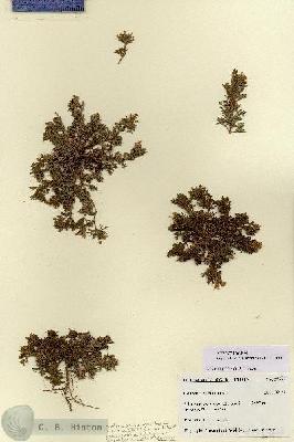 URN_catalog_HBHinton_herbarium_27670.jpg.jpg