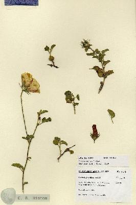 URN_catalog_HBHinton_herbarium_27691.jpg.jpg