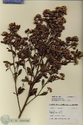URN_catalog_HBHinton_herbarium_27683.jpg.jpg