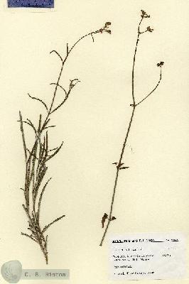URN_catalog_HBHinton_herbarium_27693.jpg.jpg