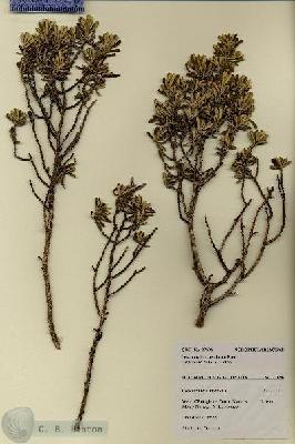 URN_catalog_HBHinton_herbarium_27696.jpg.jpg