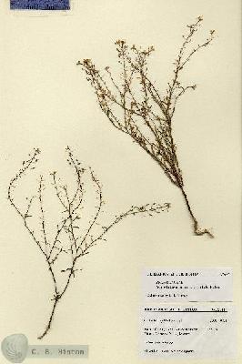 URN_catalog_HBHinton_herbarium_27697.jpg.jpg
