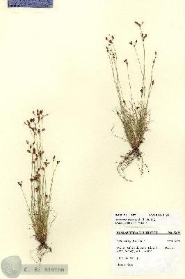 URN_catalog_HBHinton_herbarium_27698.jpg.jpg
