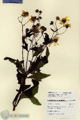 URN_catalog_HBHinton_herbarium_27699.jpg.jpg