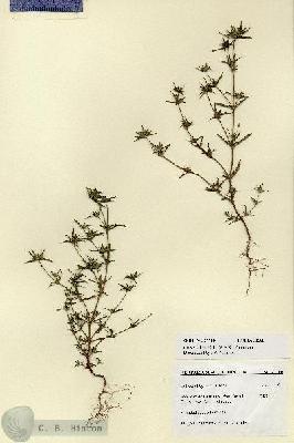 URN_catalog_HBHinton_herbarium_27700.jpg.jpg