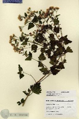 URN_catalog_HBHinton_herbarium_27701.jpg.jpg