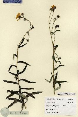 URN_catalog_HBHinton_herbarium_27703.jpg.jpg