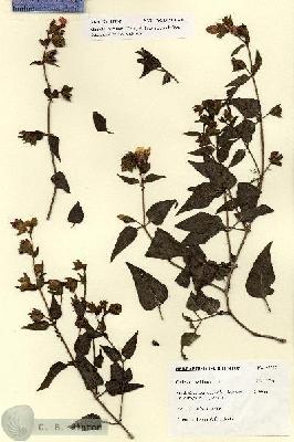 URN_catalog_HBHinton_herbarium_27707.jpg.jpg
