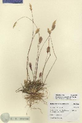 URN_catalog_HBHinton_herbarium_27708.jpg.jpg