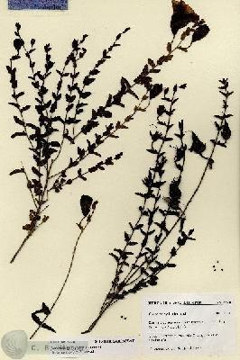 URN_catalog_HBHinton_herbarium_27716.jpg.jpg