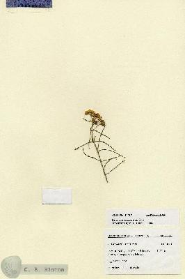 URN_catalog_HBHinton_herbarium_27717.jpg.jpg