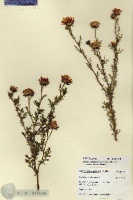 URN_catalog_HBHinton_herbarium_27719.jpg.jpg