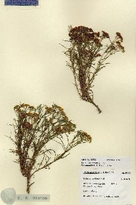 URN_catalog_HBHinton_herbarium_27722.jpg.jpg
