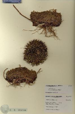URN_catalog_HBHinton_herbarium_27759.jpg.jpg