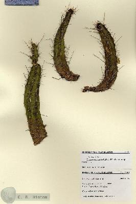 URN_catalog_HBHinton_herbarium_27761.jpg.jpg