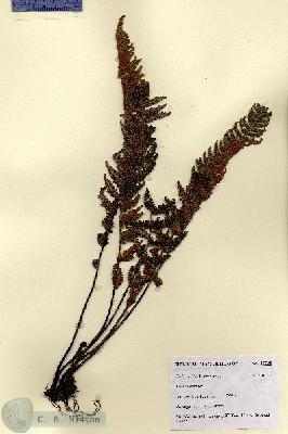 URN_catalog_HBHinton_herbarium_27795.jpg.jpg