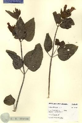 URN_catalog_HBHinton_herbarium_27796.jpg.jpg