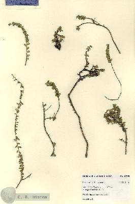 URN_catalog_HBHinton_herbarium_27798.jpg.jpg