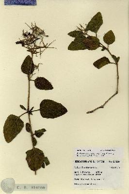 URN_catalog_HBHinton_herbarium_27820.jpg.jpg