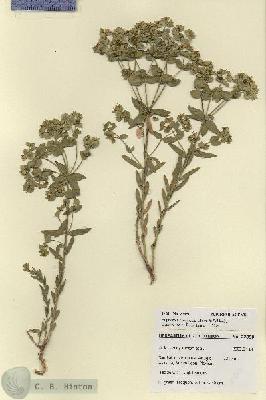URN_catalog_HBHinton_herbarium_27850.jpg.jpg
