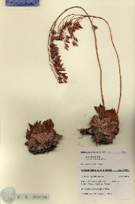 URN_catalog_HBHinton_herbarium_27831.jpg.jpg