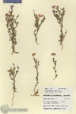 URN_catalog_HBHinton_herbarium_27834.jpg.jpg