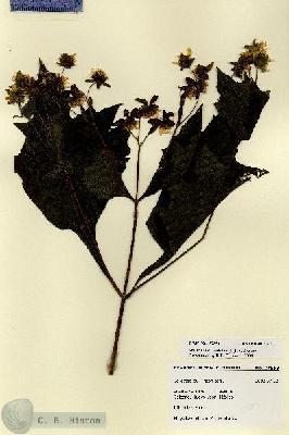 URN_catalog_HBHinton_herbarium_27853.jpg.jpg