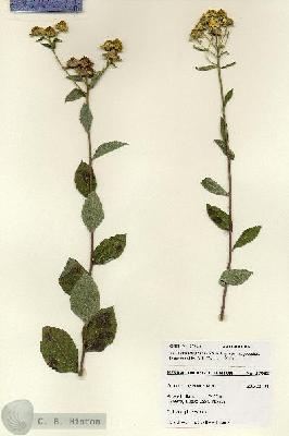 URN_catalog_HBHinton_herbarium_27983.jpg.jpg
