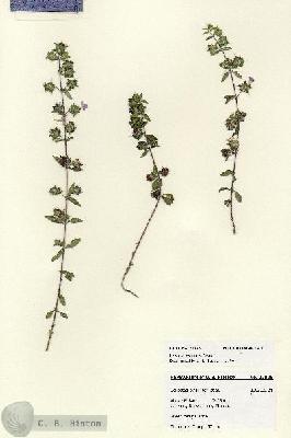 URN_catalog_HBHinton_herbarium_27995.jpg.jpg