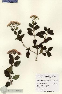URN_catalog_HBHinton_herbarium_27987.jpg.jpg
