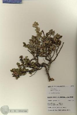 URN_catalog_HBHinton_herbarium_27990.jpg.jpg