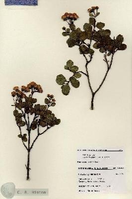 URN_catalog_HBHinton_herbarium_27992.jpg.jpg