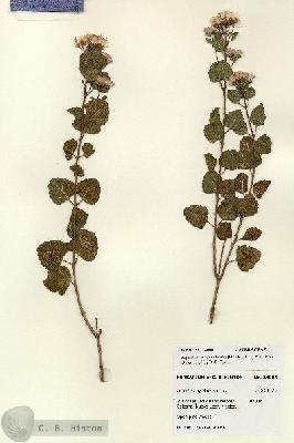 URN_catalog_HBHinton_herbarium_28006.jpg.jpg