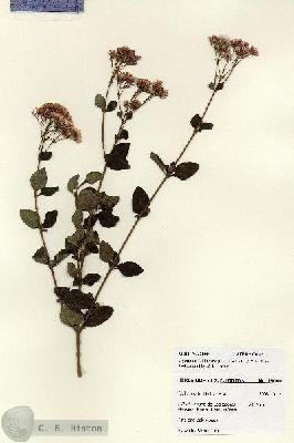 URN_catalog_HBHinton_herbarium_28001.jpg.jpg