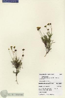 URN_catalog_HBHinton_herbarium_28007.jpg.jpg