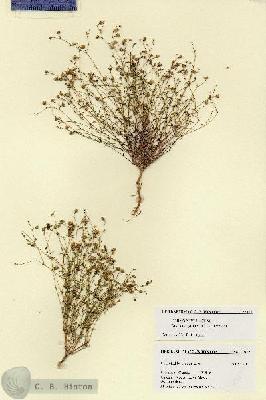 URN_catalog_HBHinton_herbarium_27877.jpg.jpg
