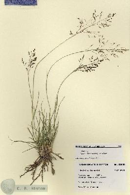 URN_catalog_HBHinton_herbarium_27880.jpg.jpg