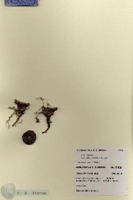 URN_catalog_HBHinton_herbarium_27881.jpg.jpg