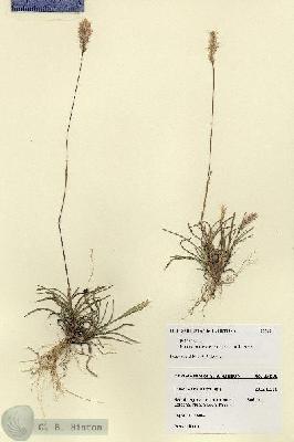 URN_catalog_HBHinton_herbarium_27890.jpg.jpg