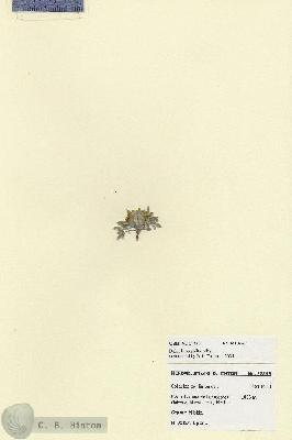 URN_catalog_HBHinton_herbarium_27893.jpg.jpg