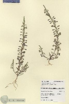 URN_catalog_HBHinton_herbarium_27895.jpg.jpg