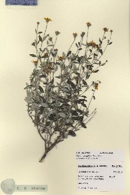 URN_catalog_HBHinton_herbarium_27901.jpg.jpg